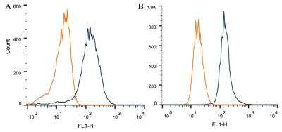 Flow Cytometry: Synuclein-alpha [Nitrate Tyr125, Nitrate Tyr133] Antibody (24.8) [NBP1-26380] - Intracellular flow cytometric staining of 1 x 10^6 CHO (A) and HeLa (B) cells using Synuclein-alpha [Nitrate Tyr125, Nitrate Tyr133] antibody (dark blue). Isotype control shown in orange. An antibody concentration of 1 ug/1x10^6 cells was used.